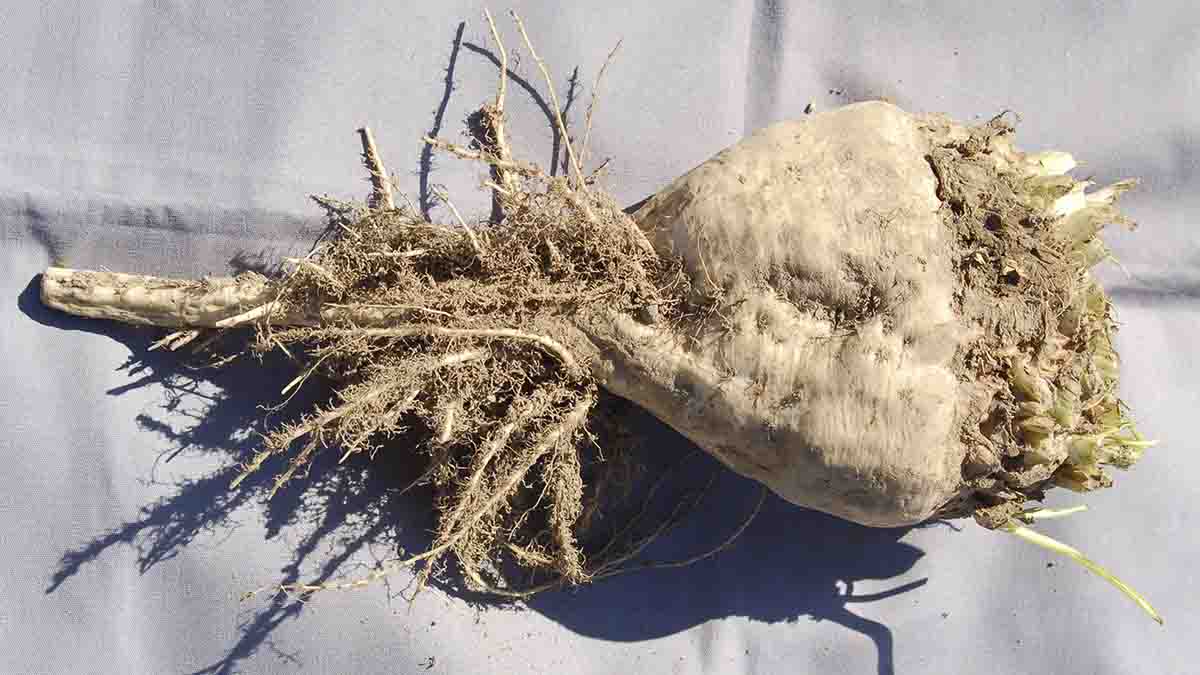 Sugar beet showing proliferation of rootlets associated with rhizomania
