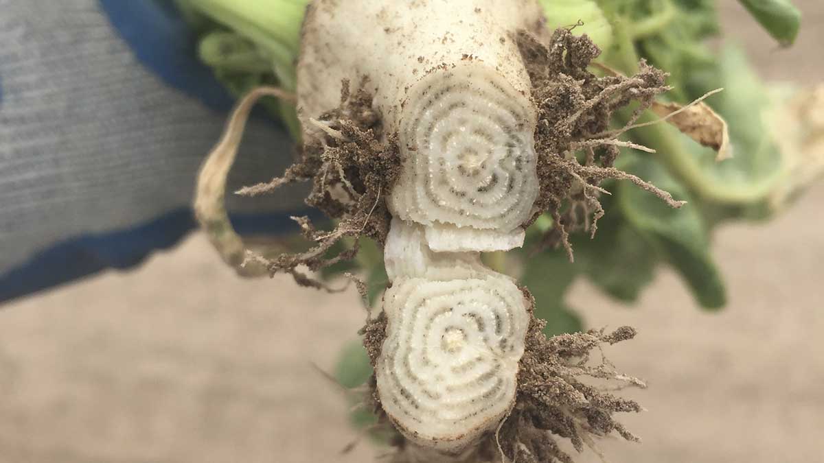 Infected sugar beet showing dark concentric rings and proliferation of secondary rootlets