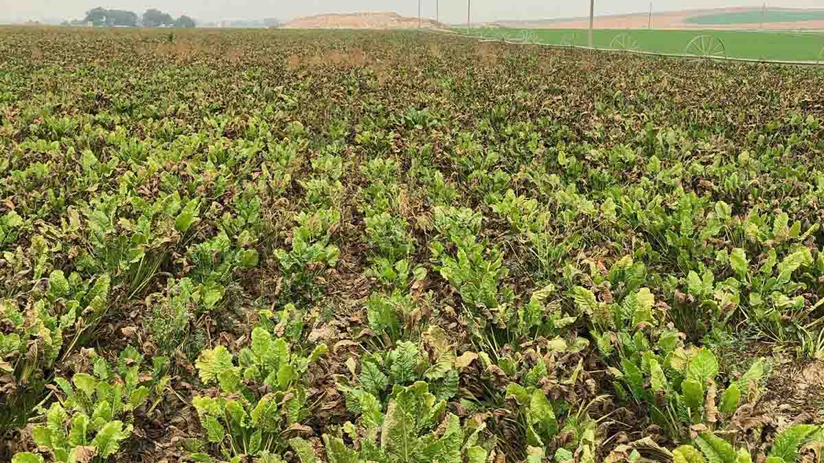 Cercospora infected sugar beet field