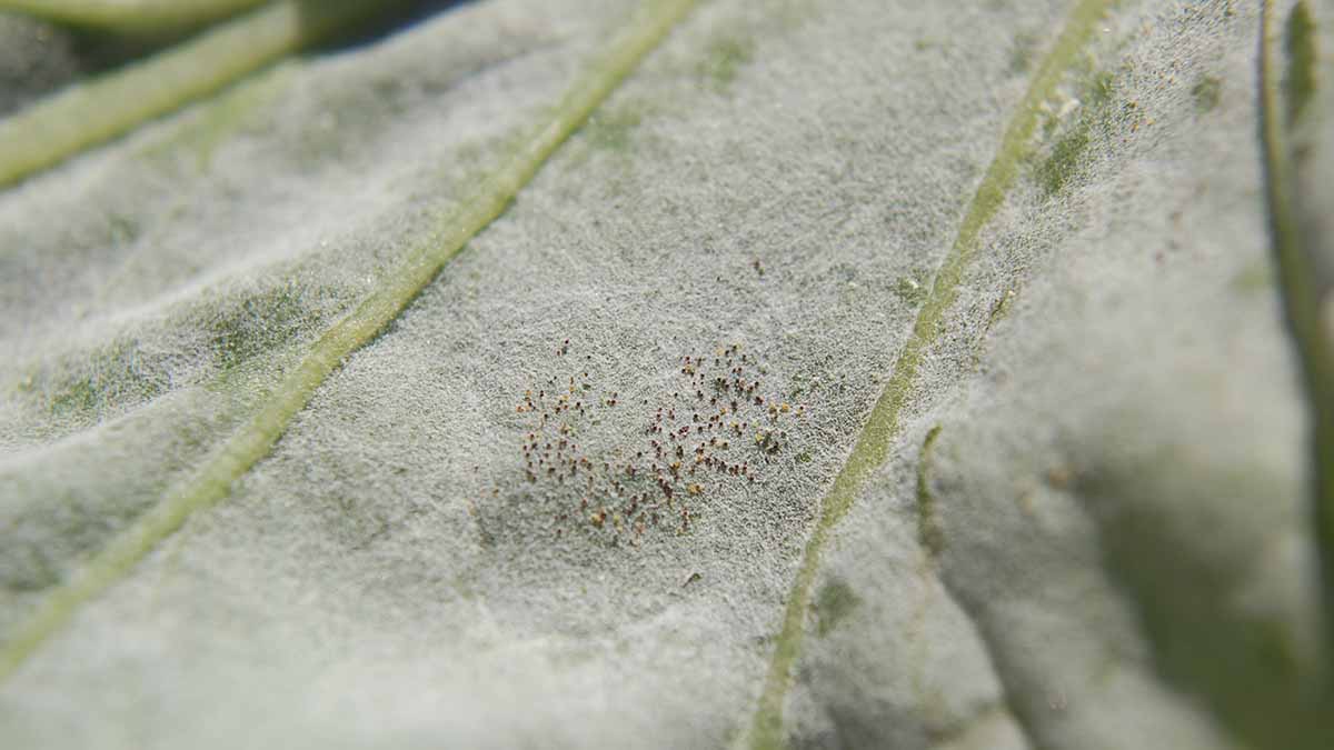 Powdery mildew black spots on leaf