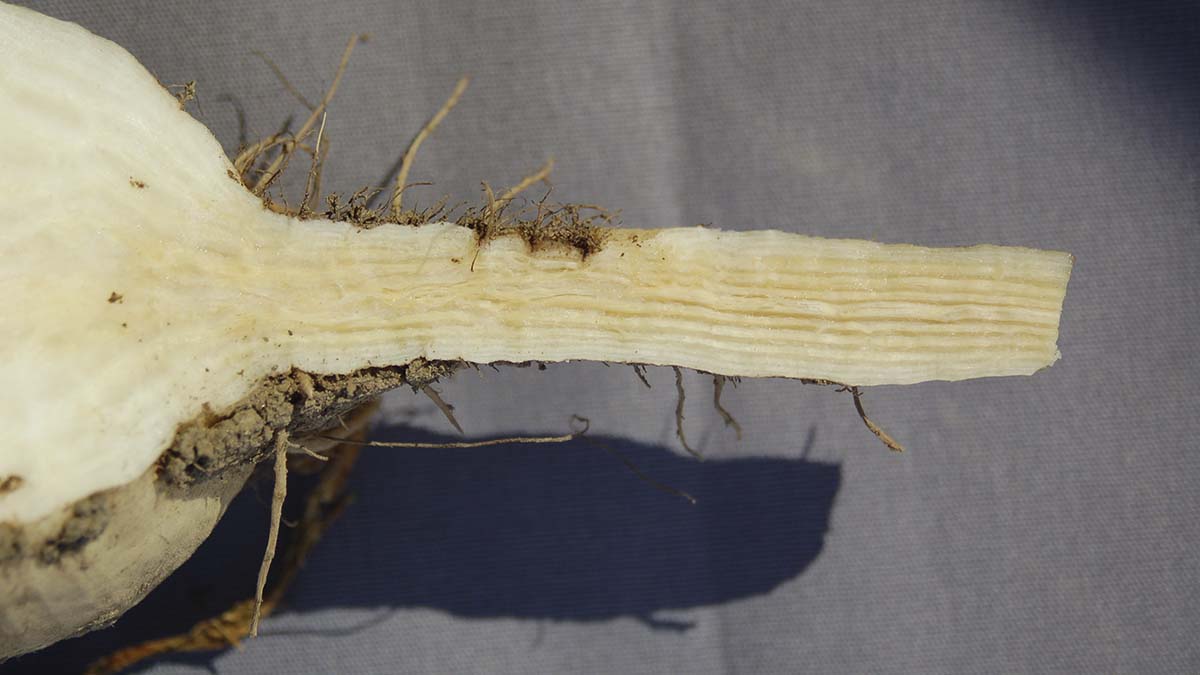Sugar beet showing internal discoloration associated with rhizomania