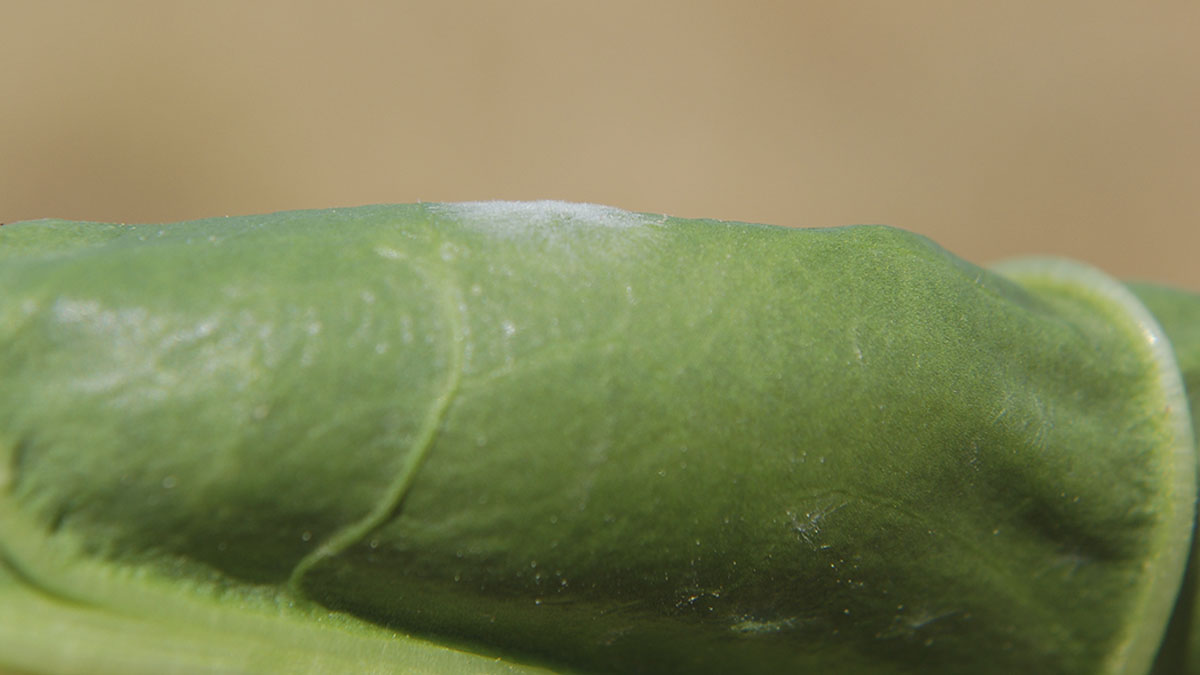 Powdery mildew lesion viewed in profile, against the sky