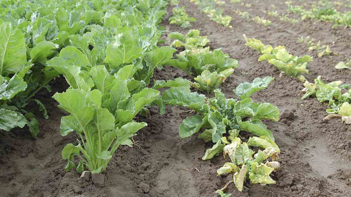 Healthy sugar beet plants (left) versus infected sugar beet plants (right)