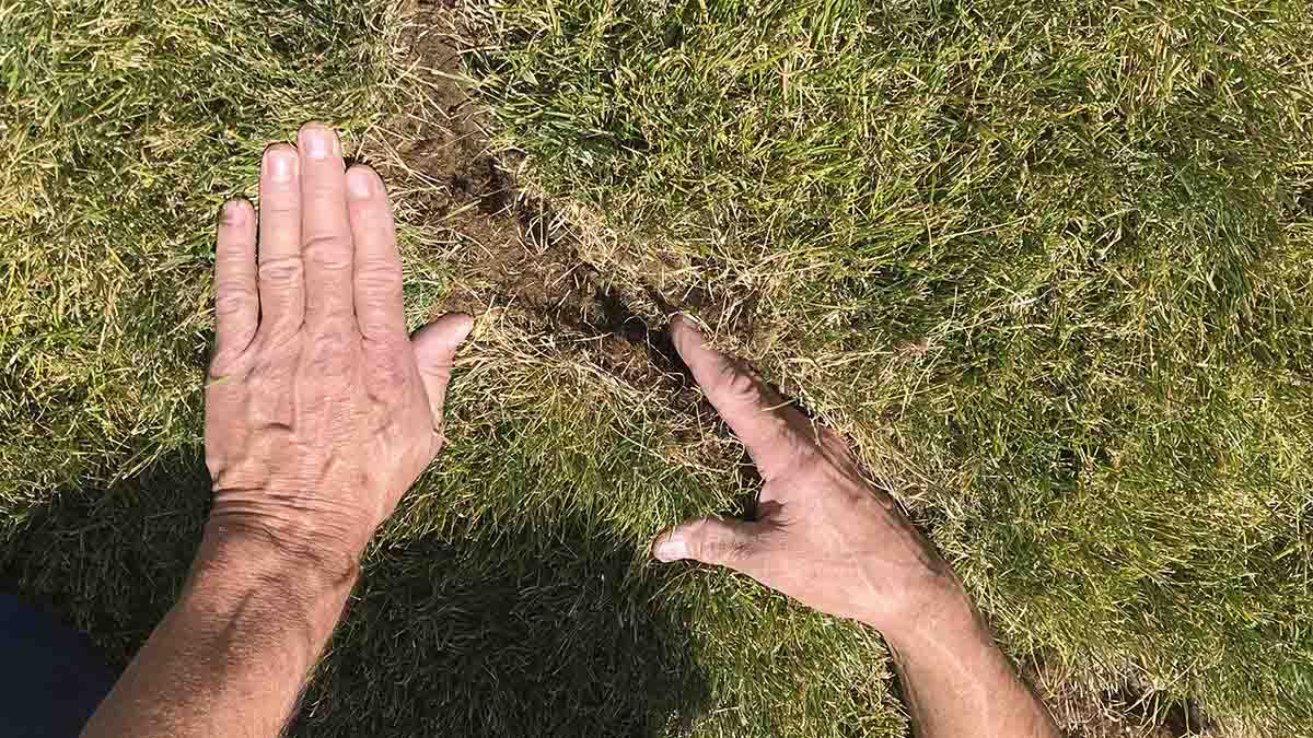 Vole damage to turfgrass.