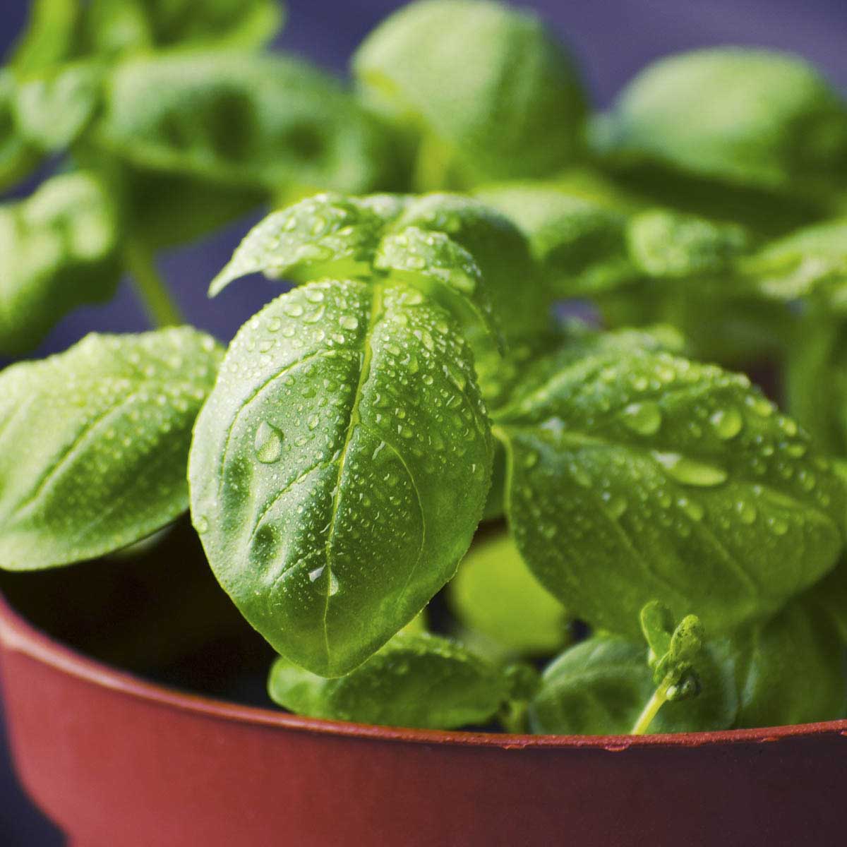 Small basil plant grown in red pot.