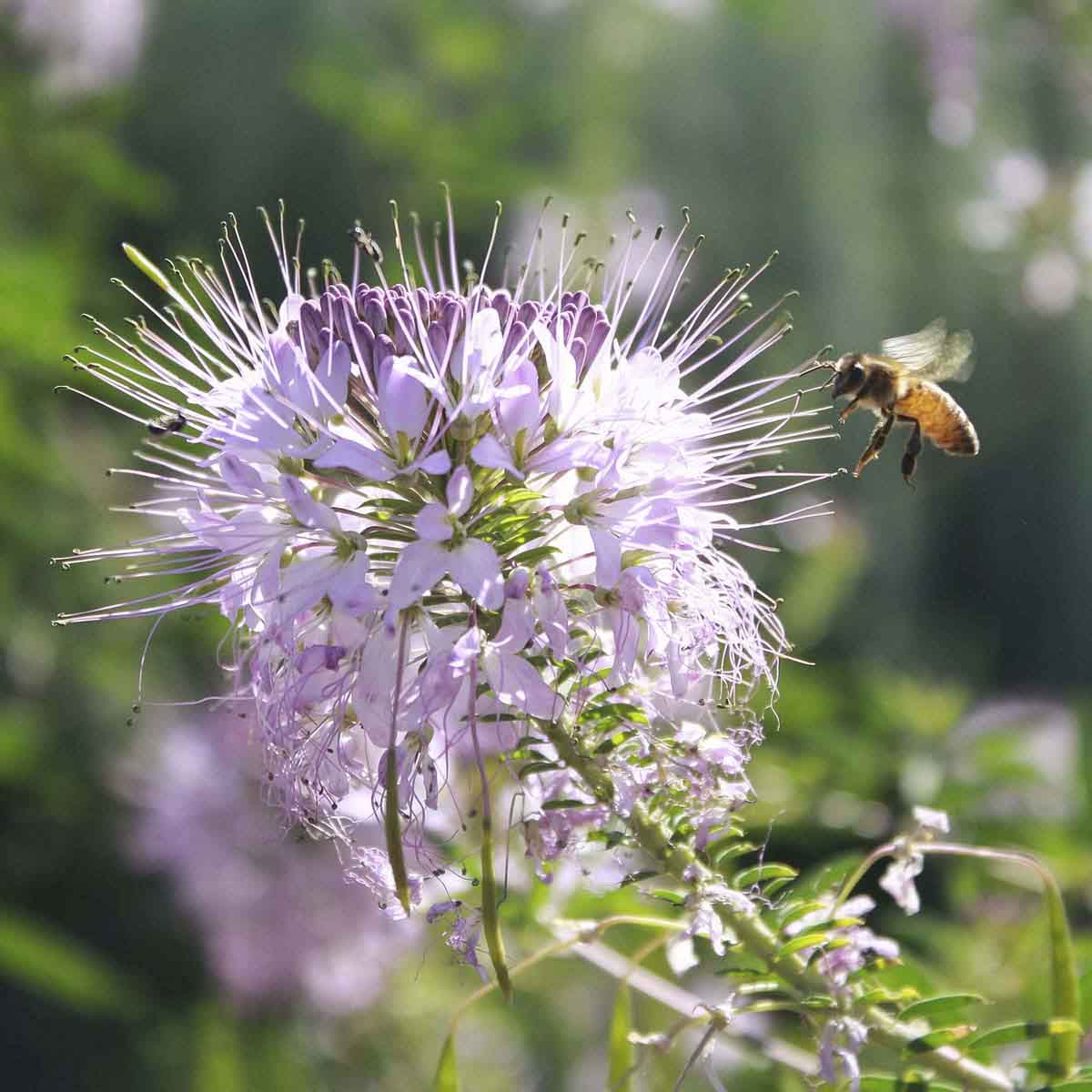 Bee landing on tufty pink bee balm flower.