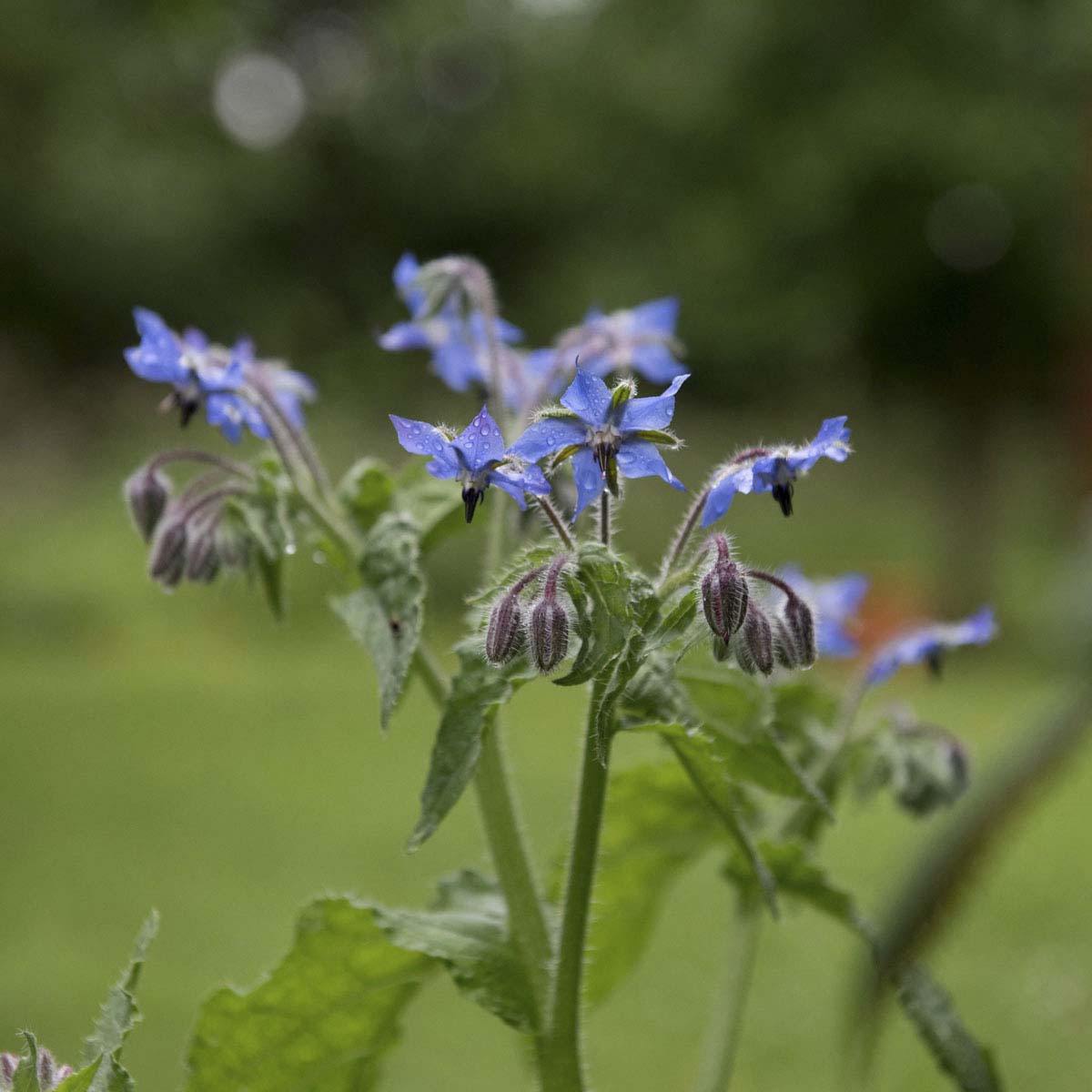 Periwinkle blue flowers droop from borage plant.