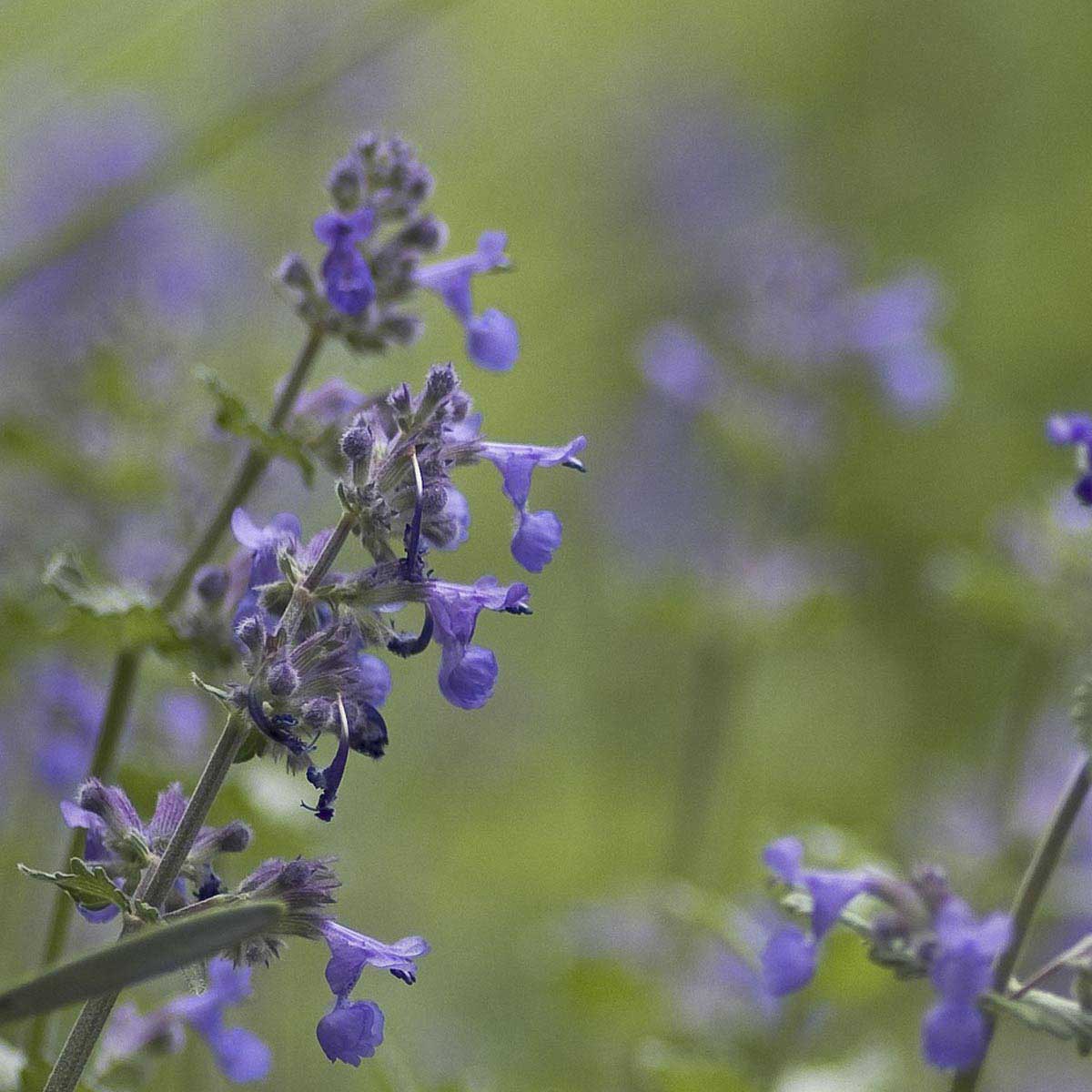 Purple catnip flowers in morning light.