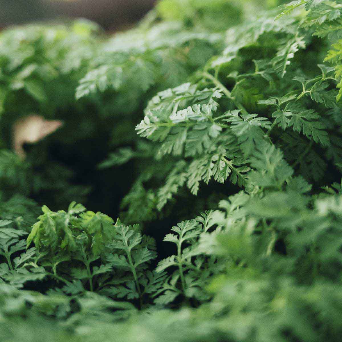 chervil leaves squished close together.