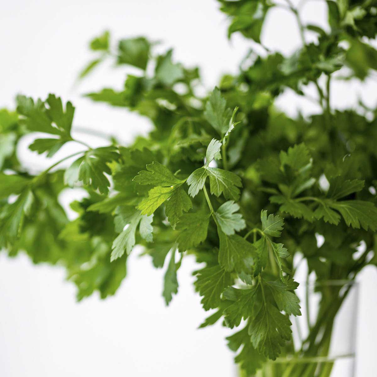 Fresh cilantro bunch tied together.