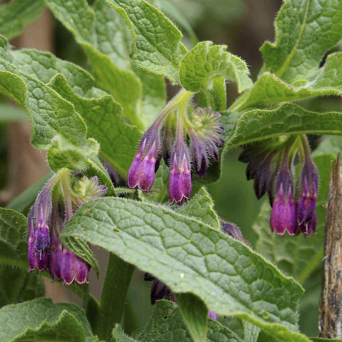 Pink comfrey flowers droop amongst comfrey leaves.