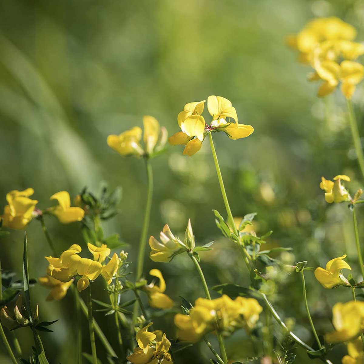 yellow fenegreek flowers grow low to the ground.