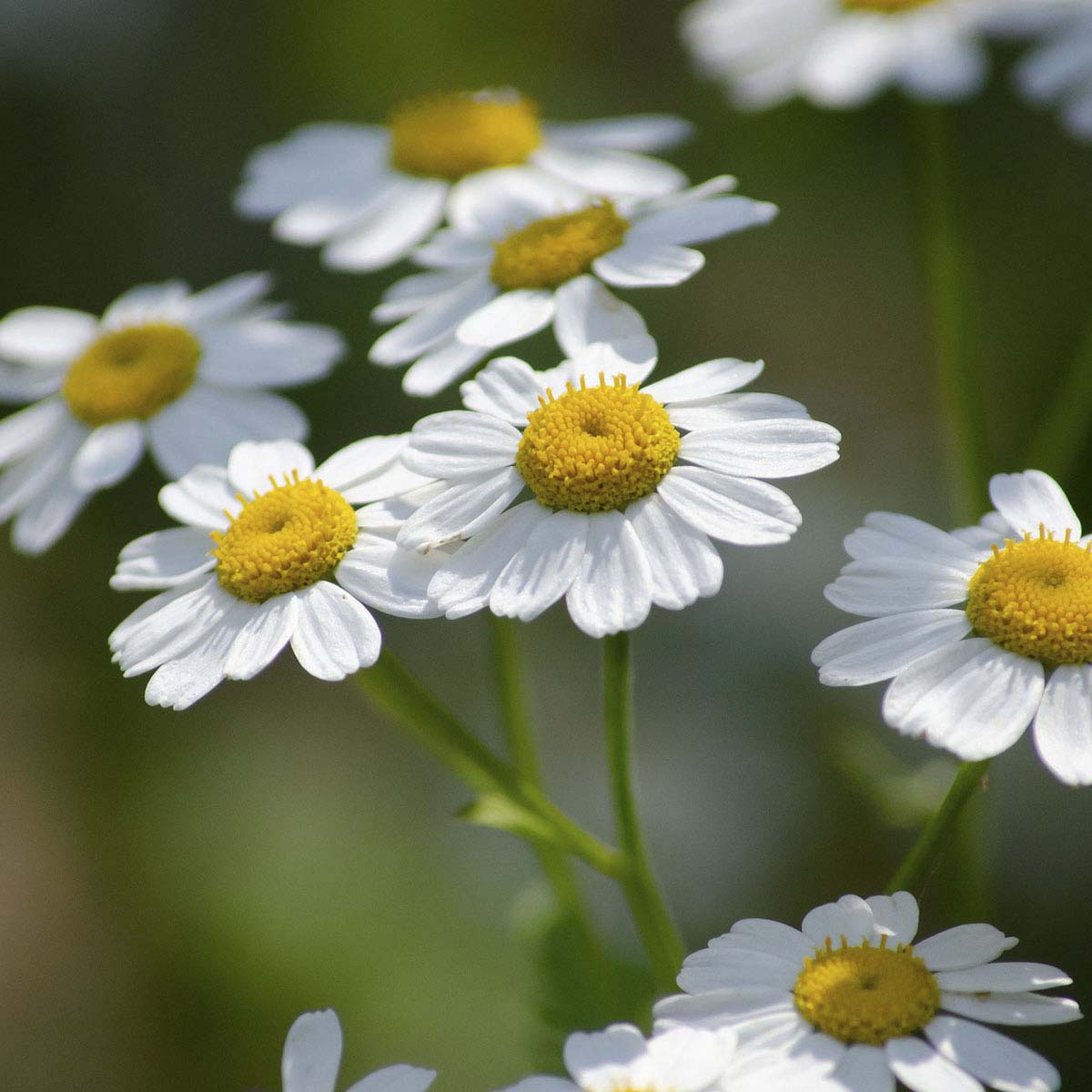 daisy like feverfew flowers.