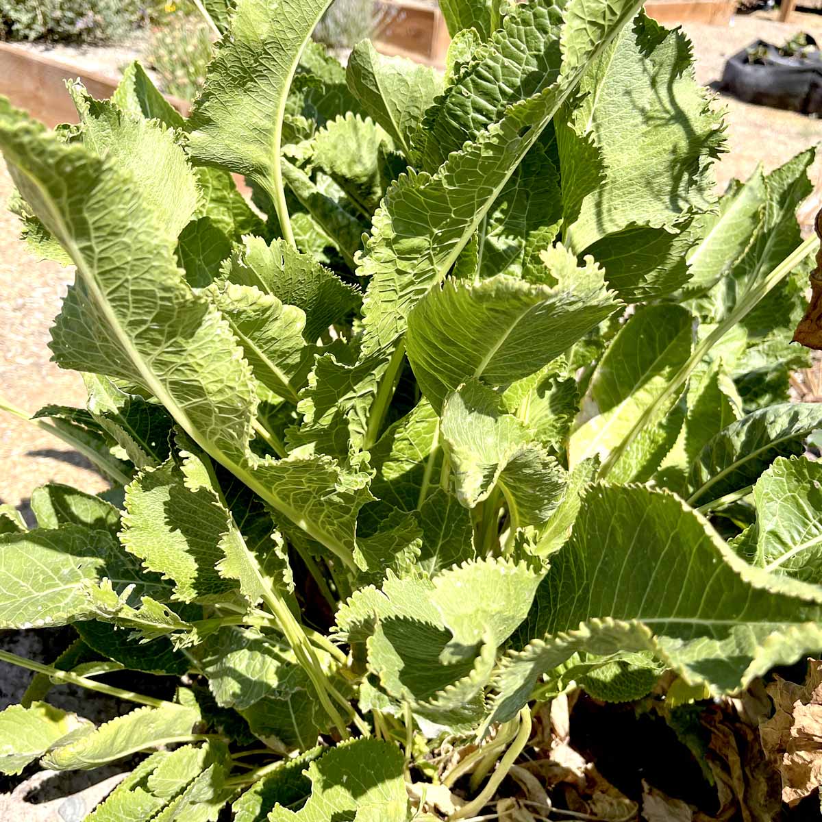 Feathery, large, and leathery horseradish leaves stick out of the ground