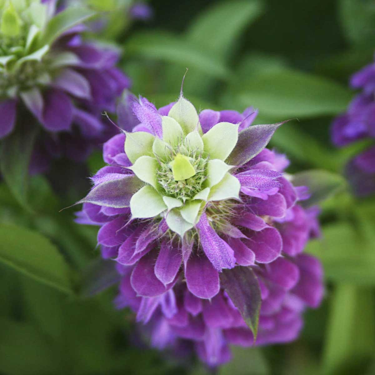 deep pink lemon balm flower.