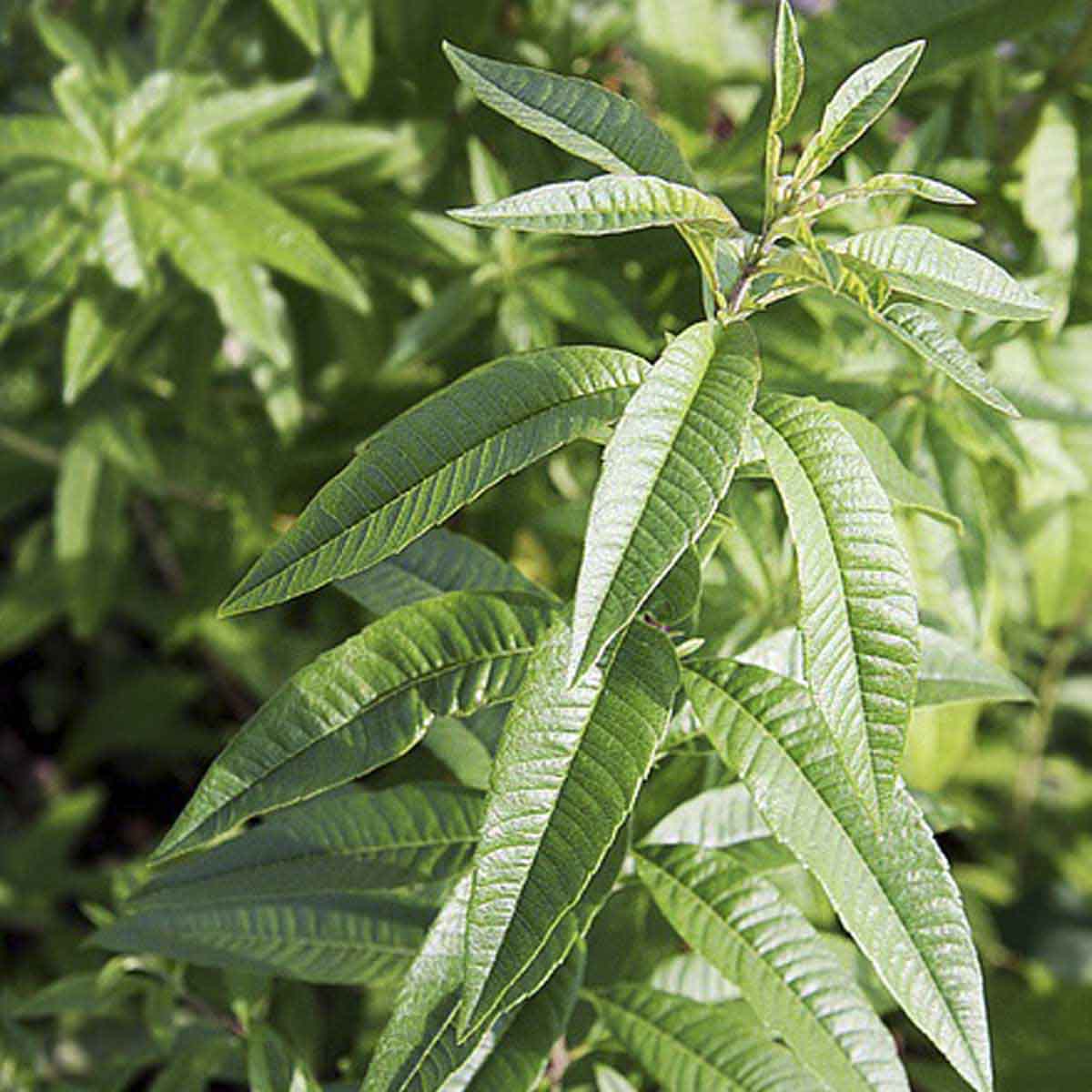 spikey leaves of the verbena plant.