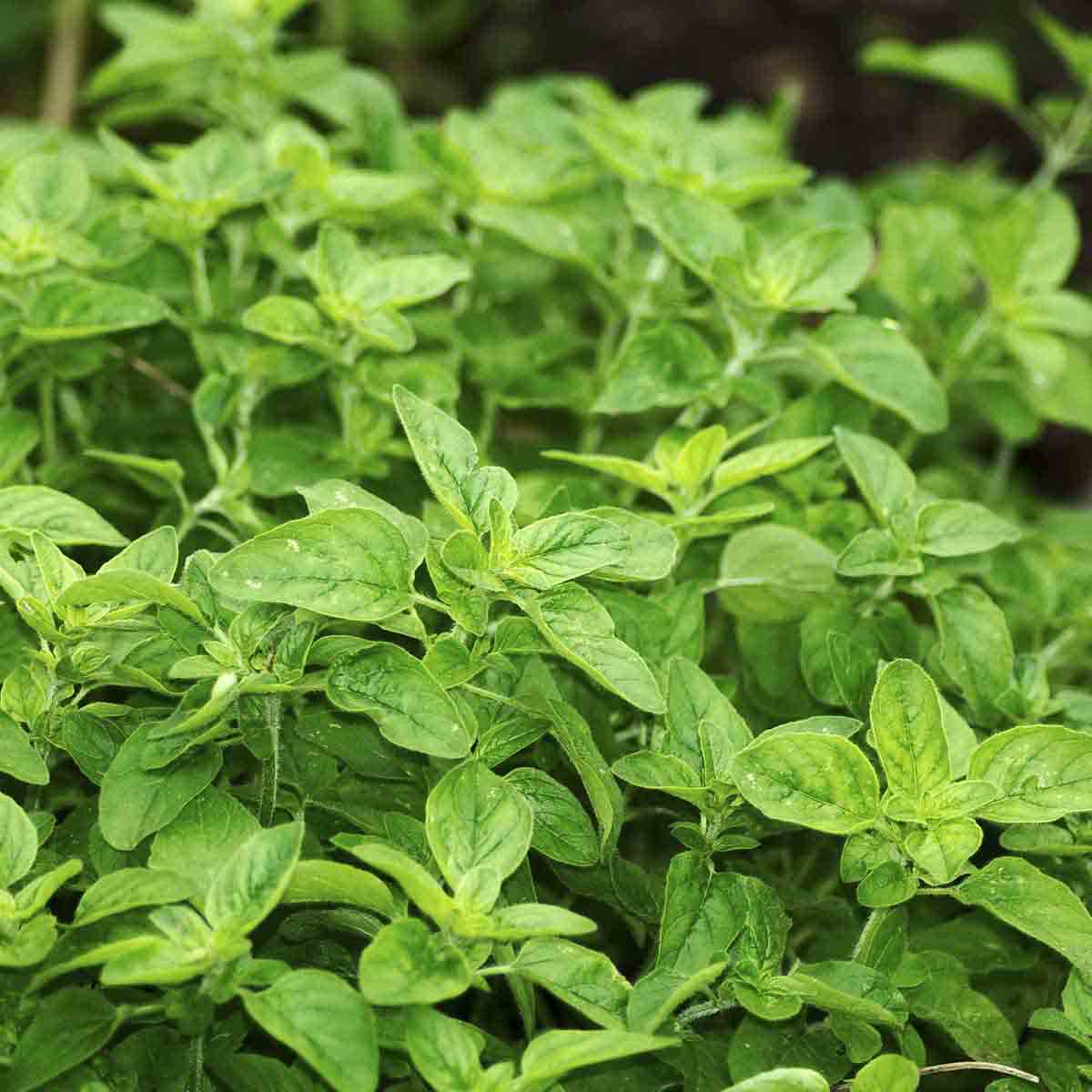 Bright green oregano plants growing together.