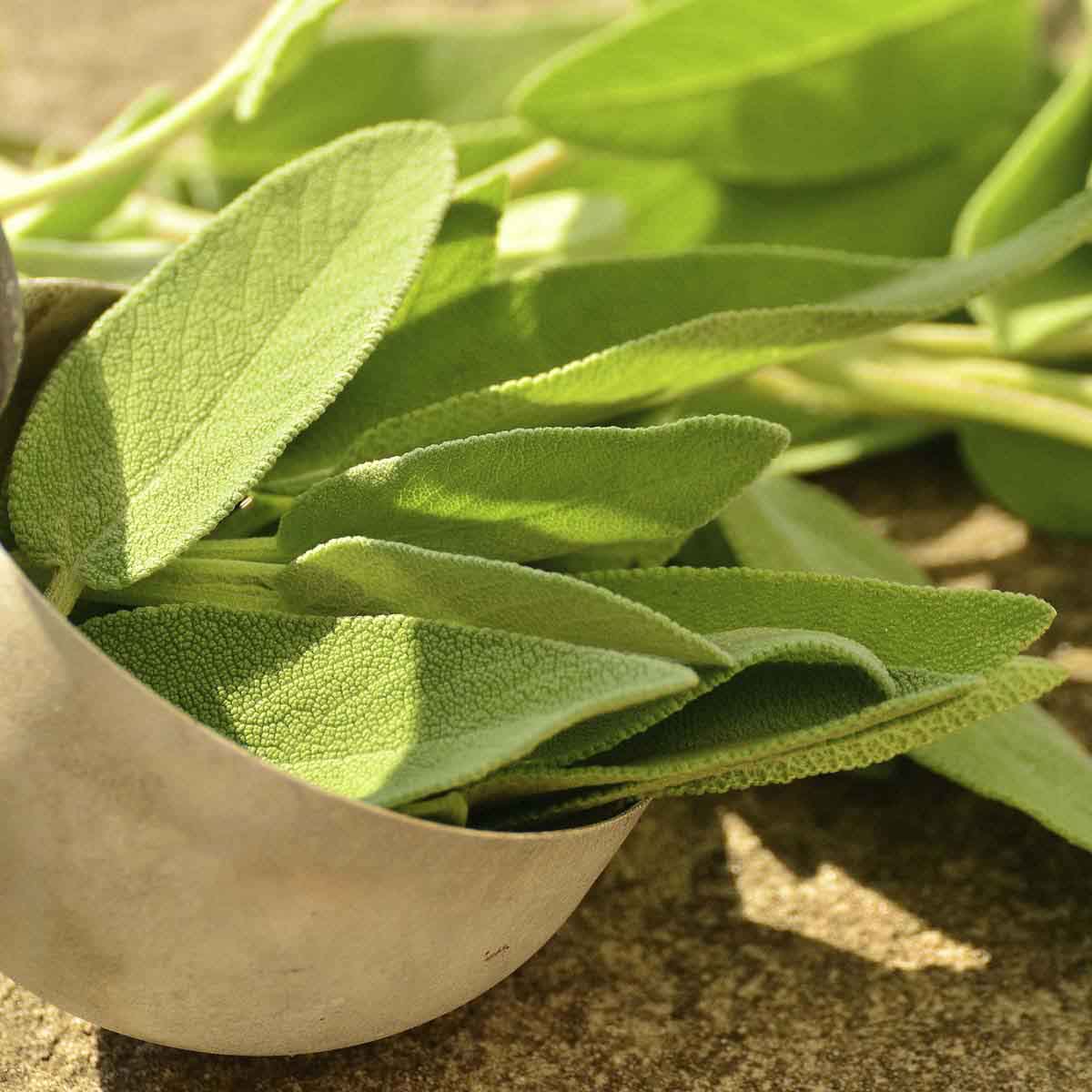 fresh sage leaves on butcher block