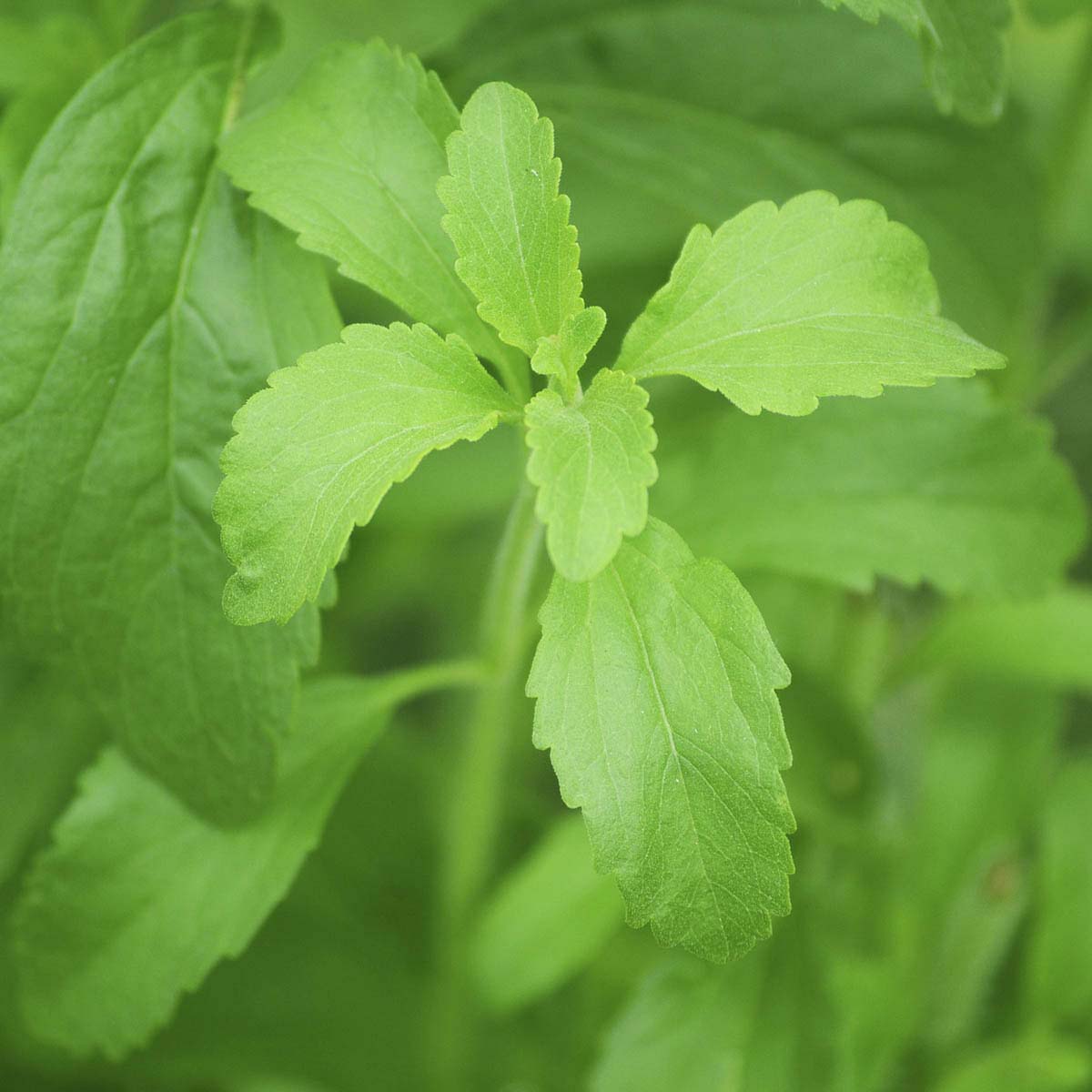 Frilly bright green stevia leaves.