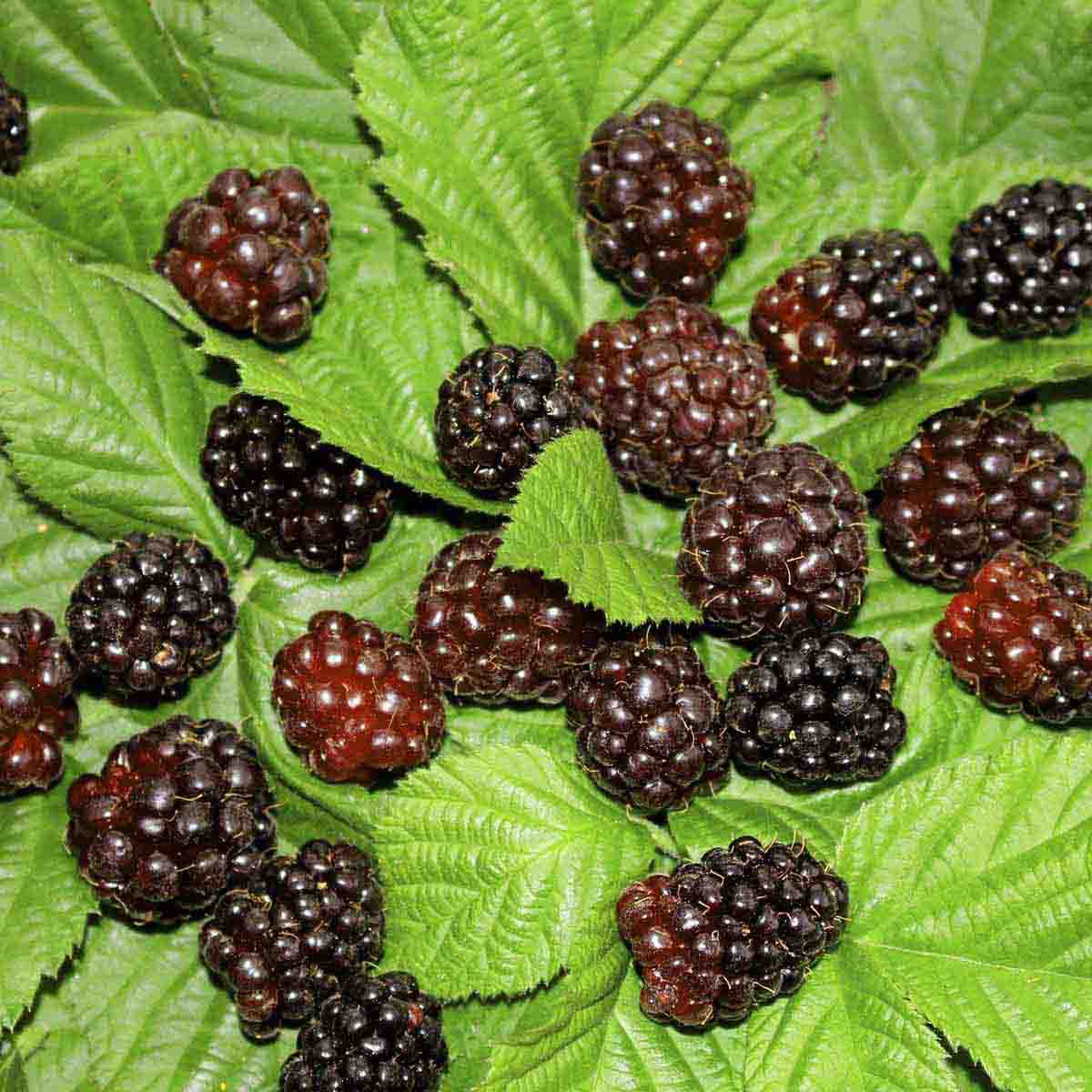 Boysenberries scattered over boysenberry leaves.