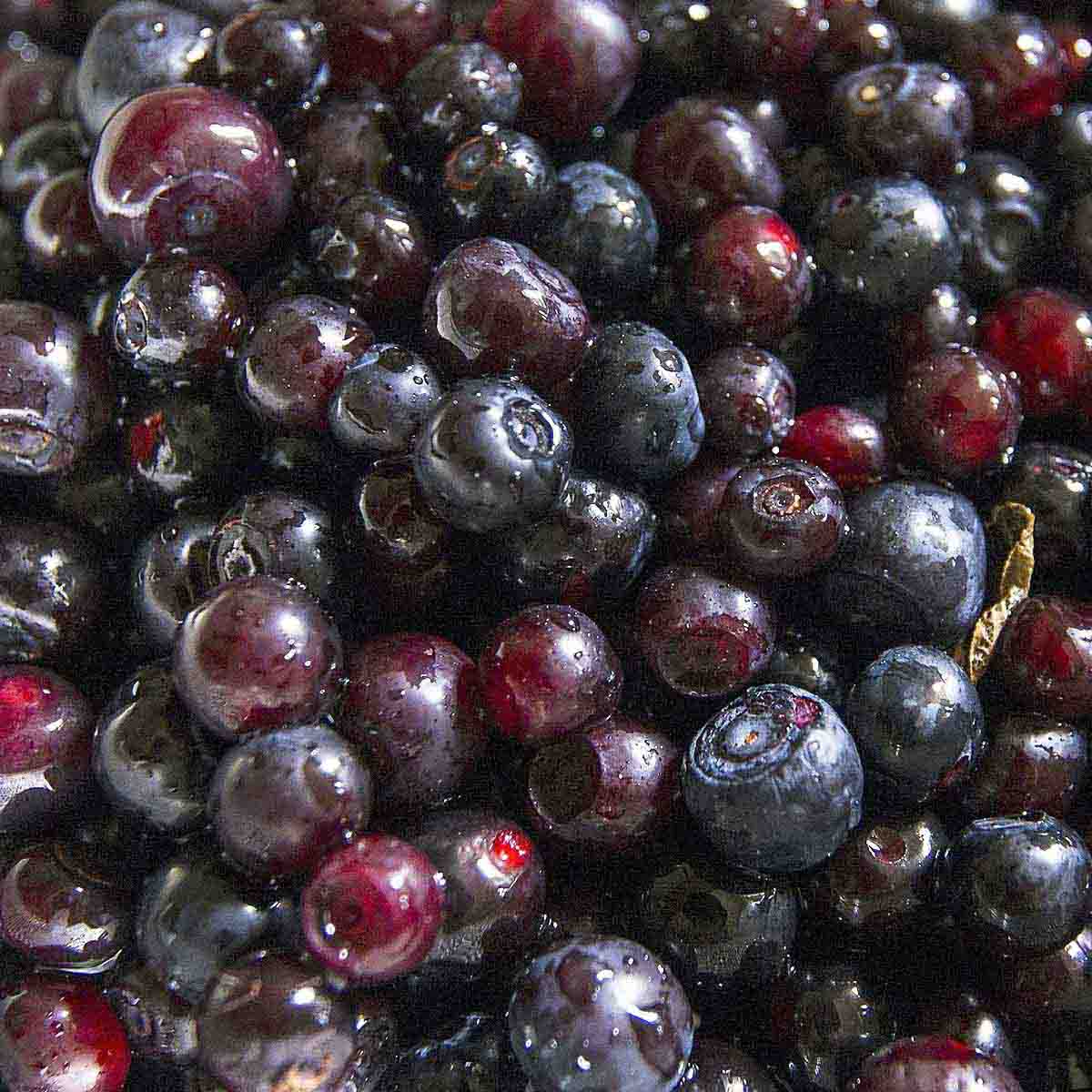 Pile of freshly picked huckleberries.