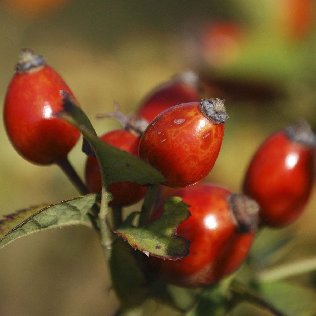 Deep orange-red rose hips stick up off the rose plant.