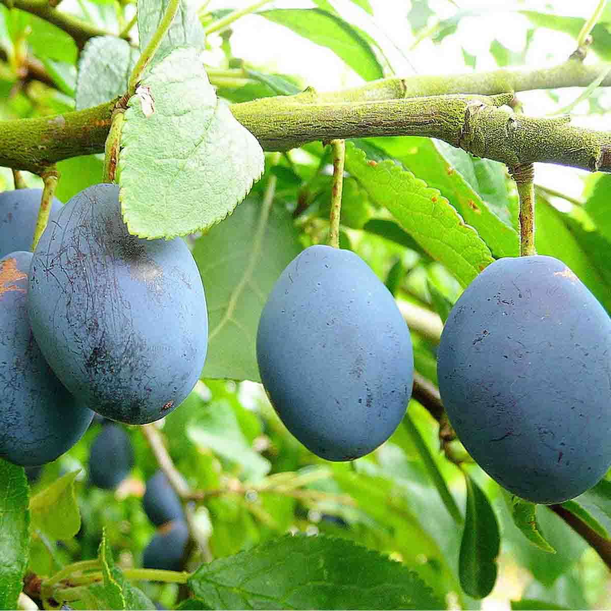 A plum tree