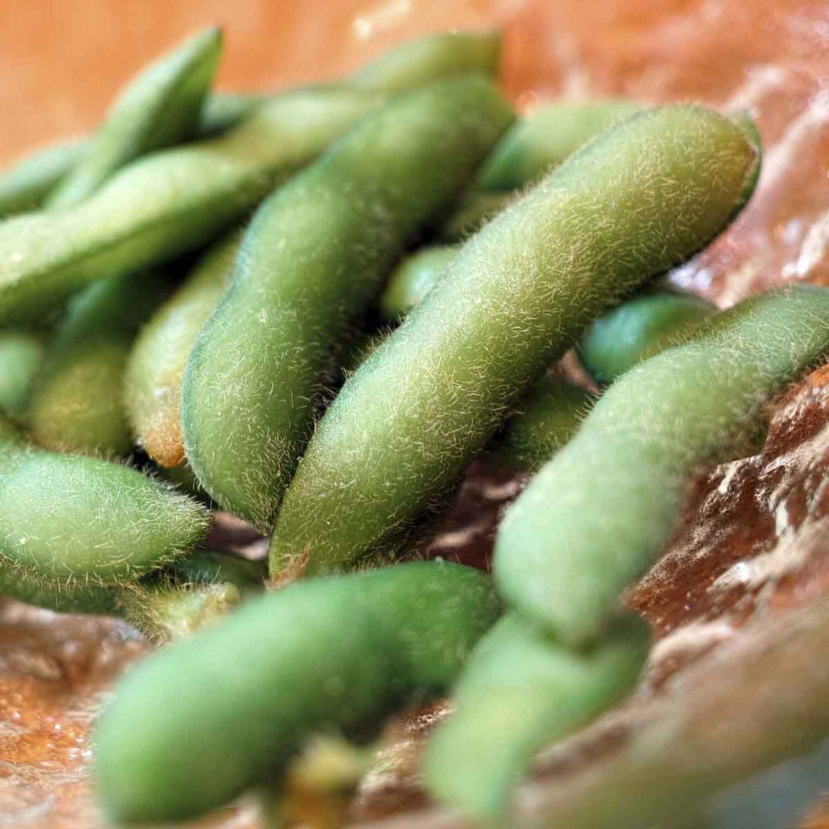 Fresh edamame pods in dish.