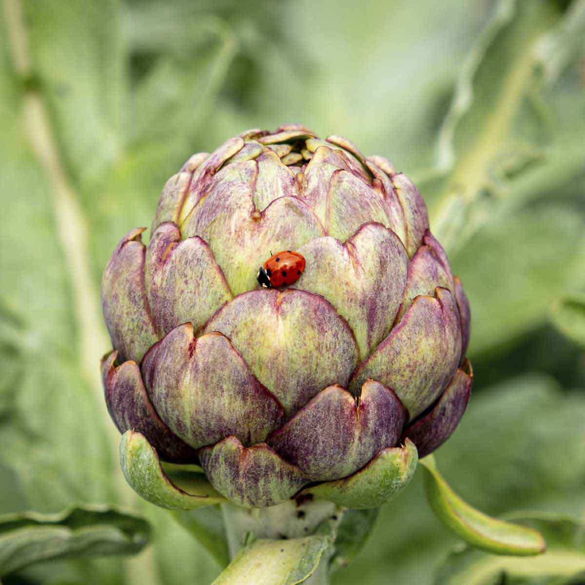 Lady bug nestles on artichoke ready to pick.