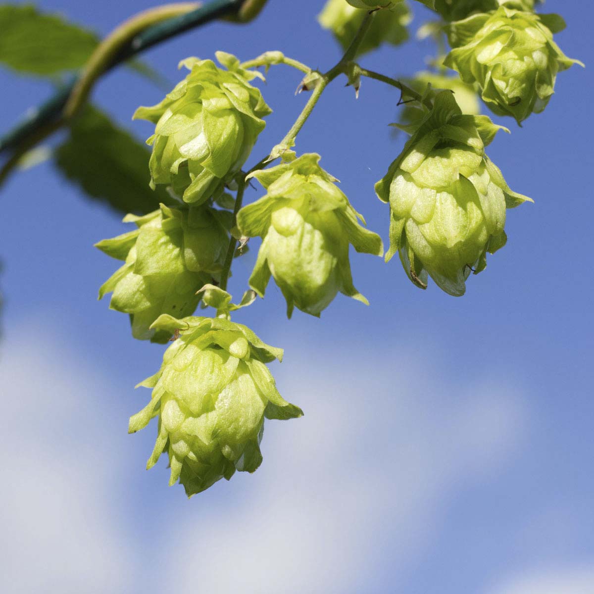 Hops hang from vine against blue sky.