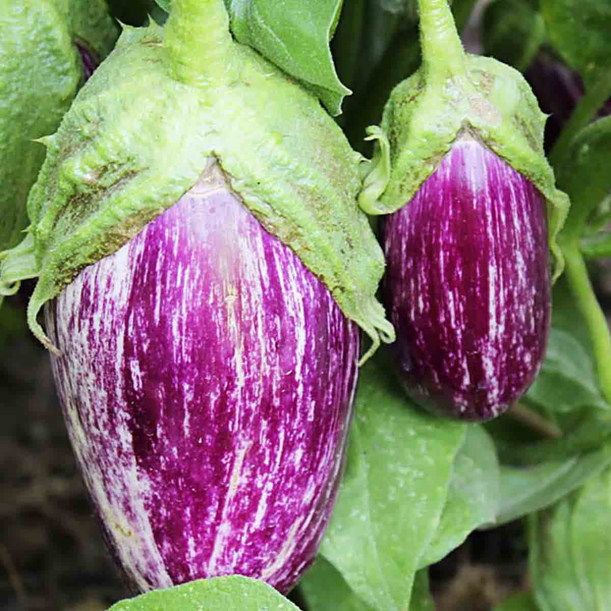 Two striped purple eggplant hang from the plant.