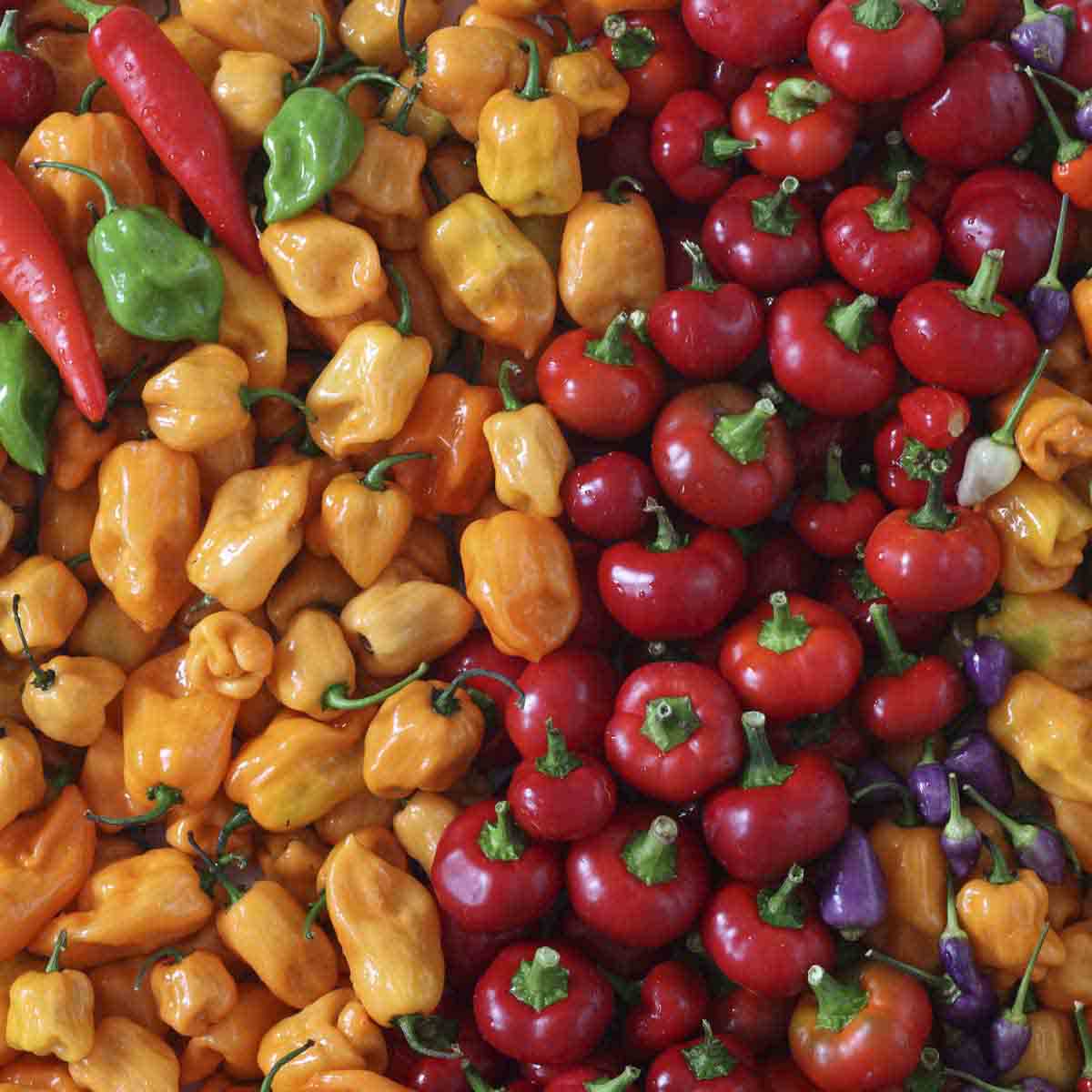 A variety of green, orange, red and purple peppers.