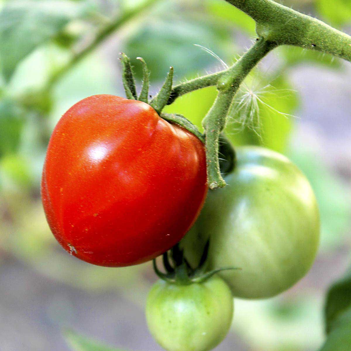 One ripe tomato and several green tomatoes hang off the vine.