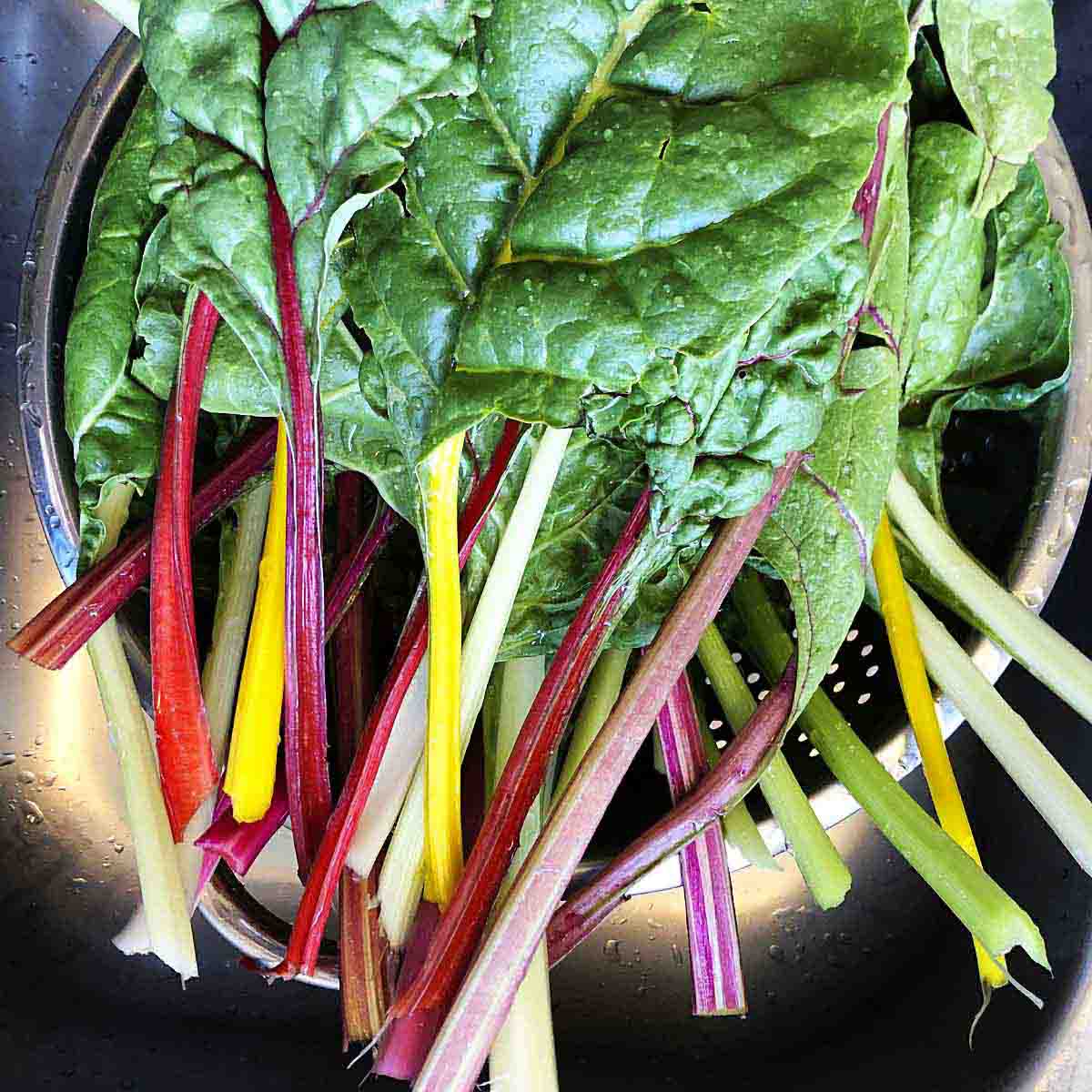Red, pink, yellow and white Swiss Chard stems freshly washed.