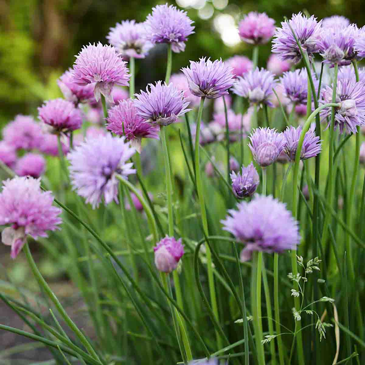 Flowering chives in garden.