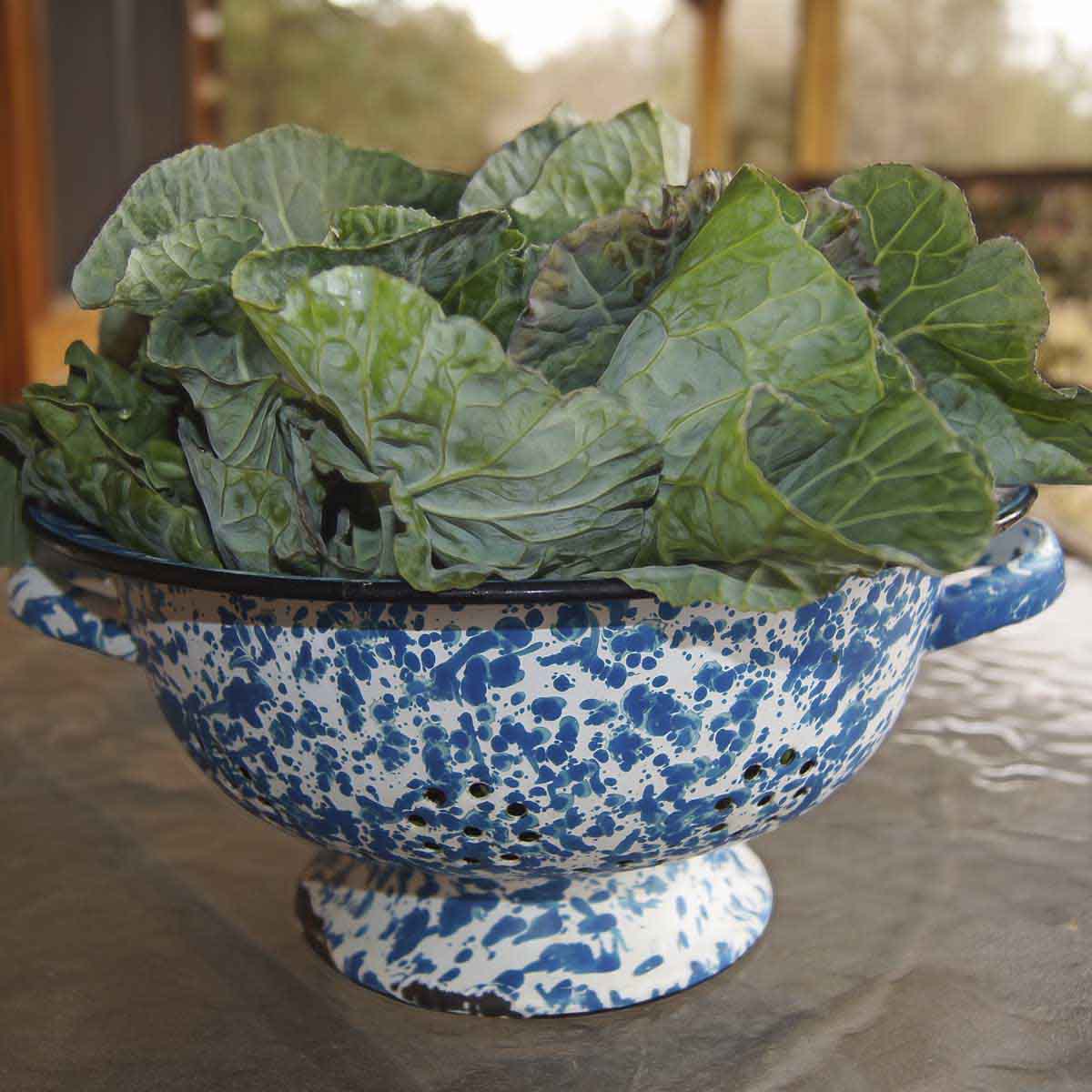 Collard greens fill colander.