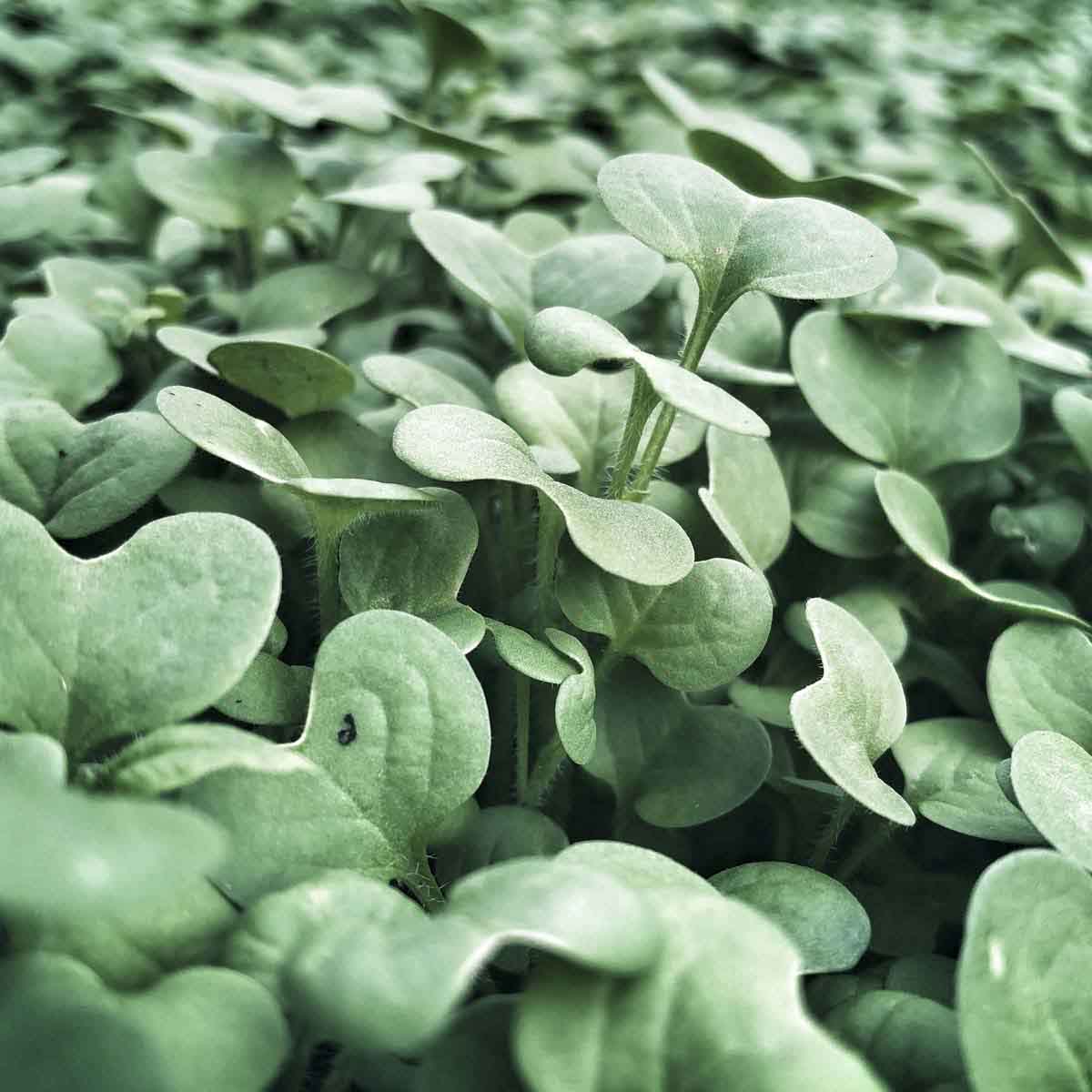 Endless watercress growing.