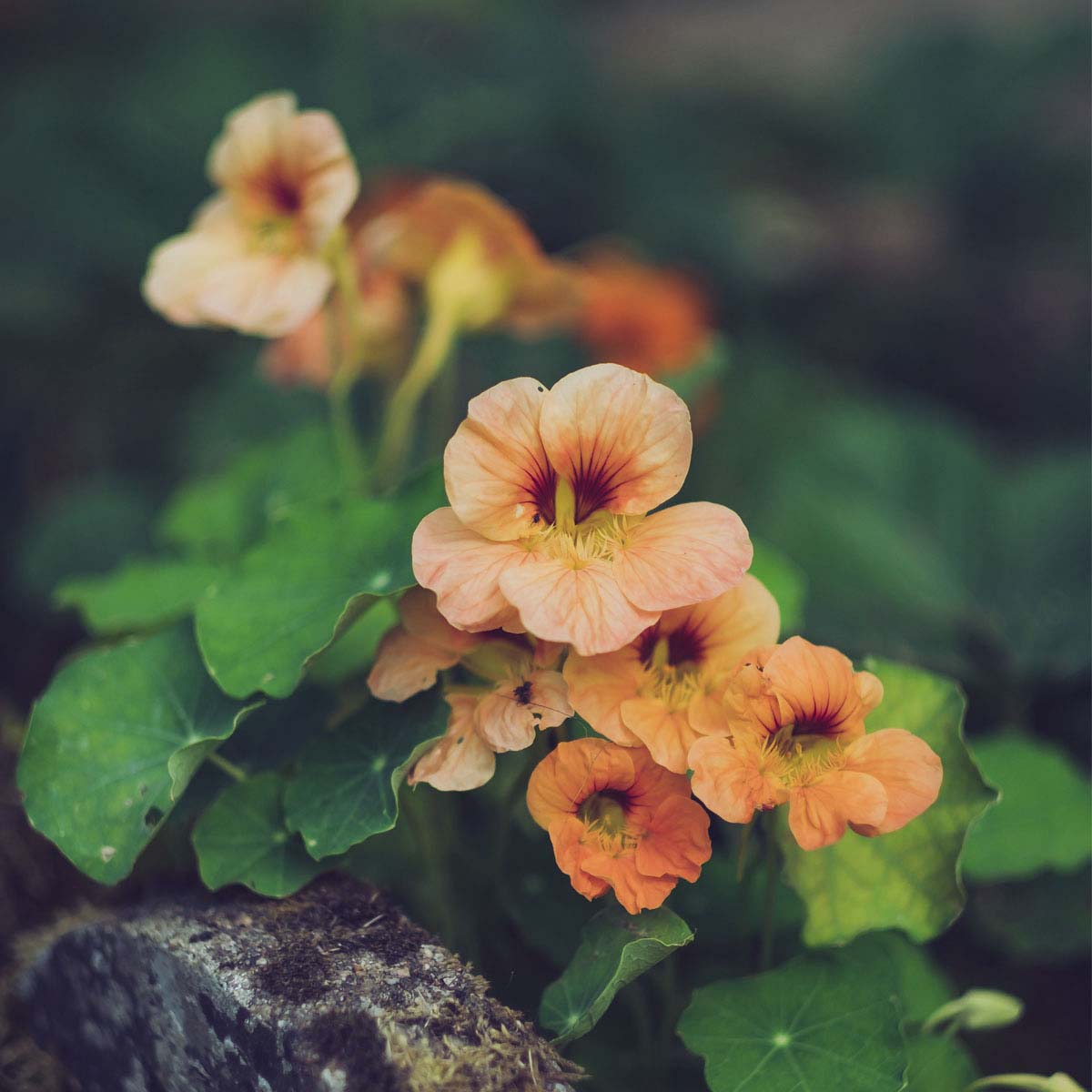 Orange nasturtium blossoms creep over a stone.