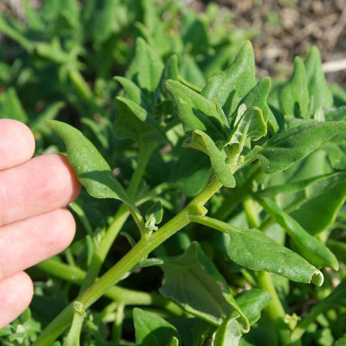 New Zealand spinach plant.