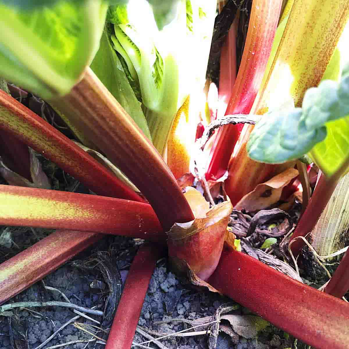 Red rhubarb stems growing from the ground.