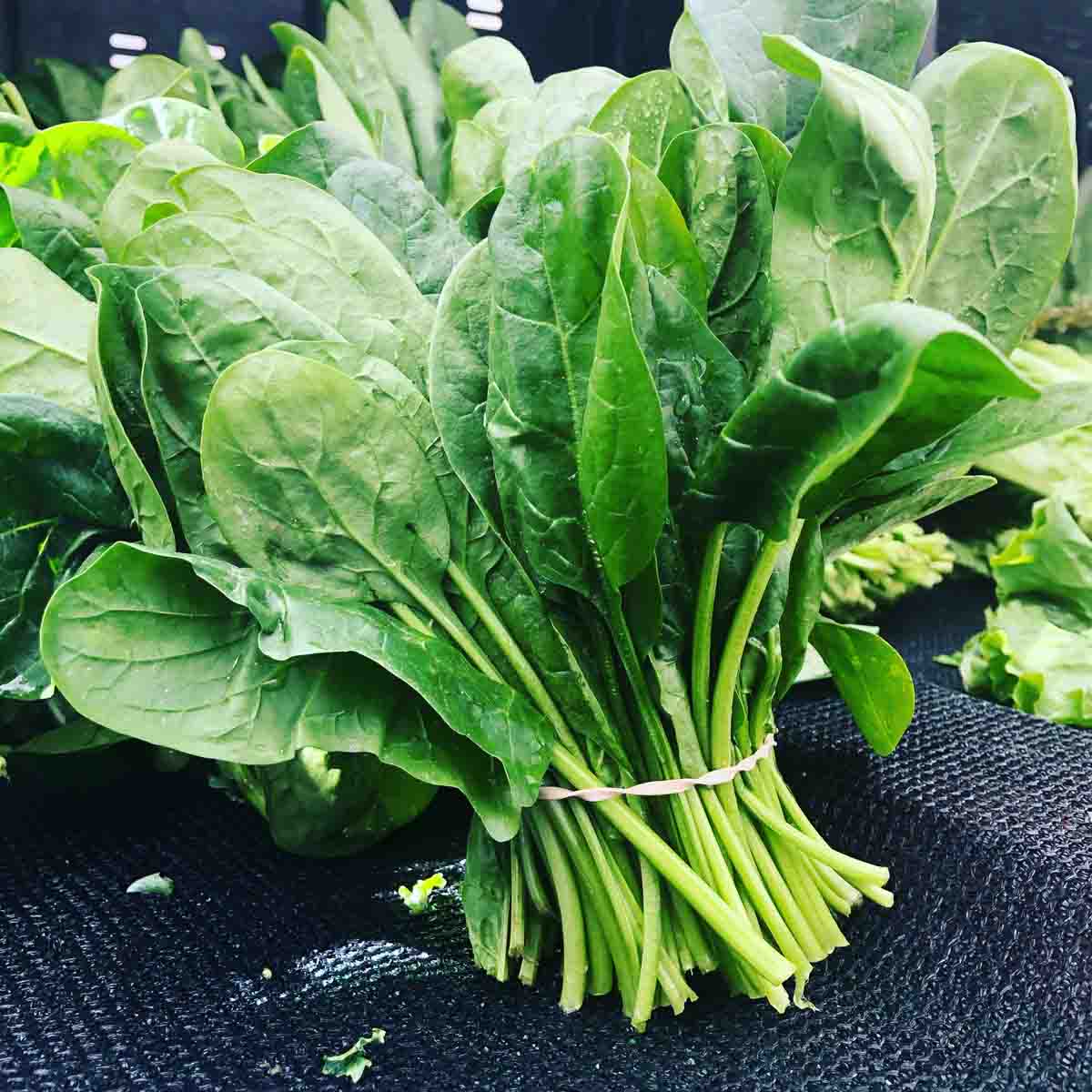 Bundle of spinach leaves.