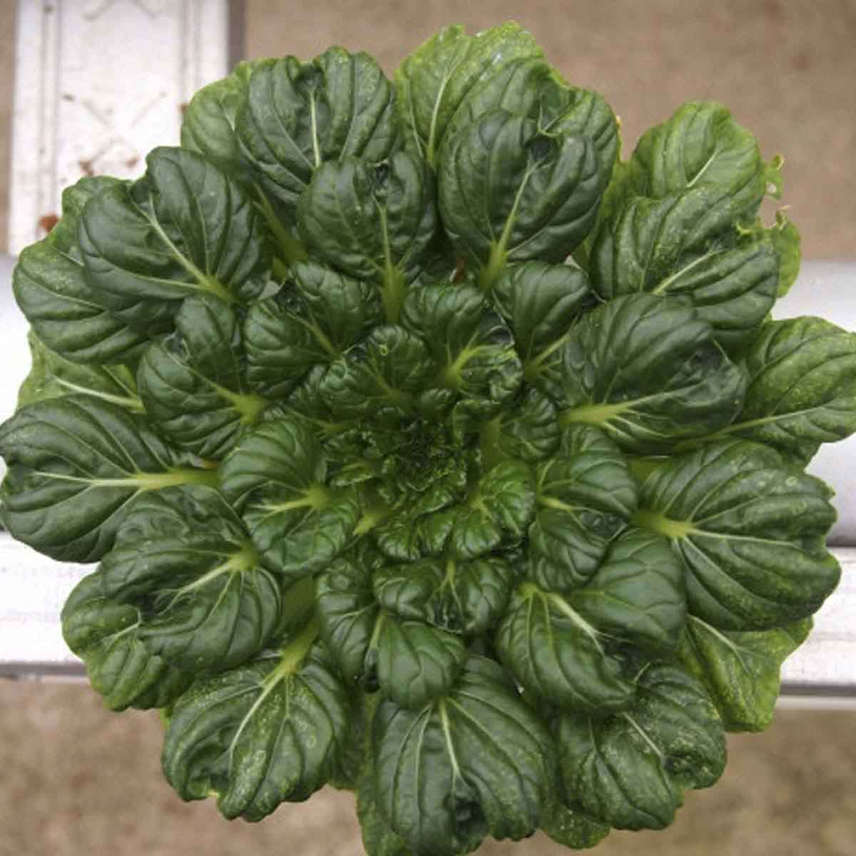 Full tatsoi leaf bundle pulled from ground.