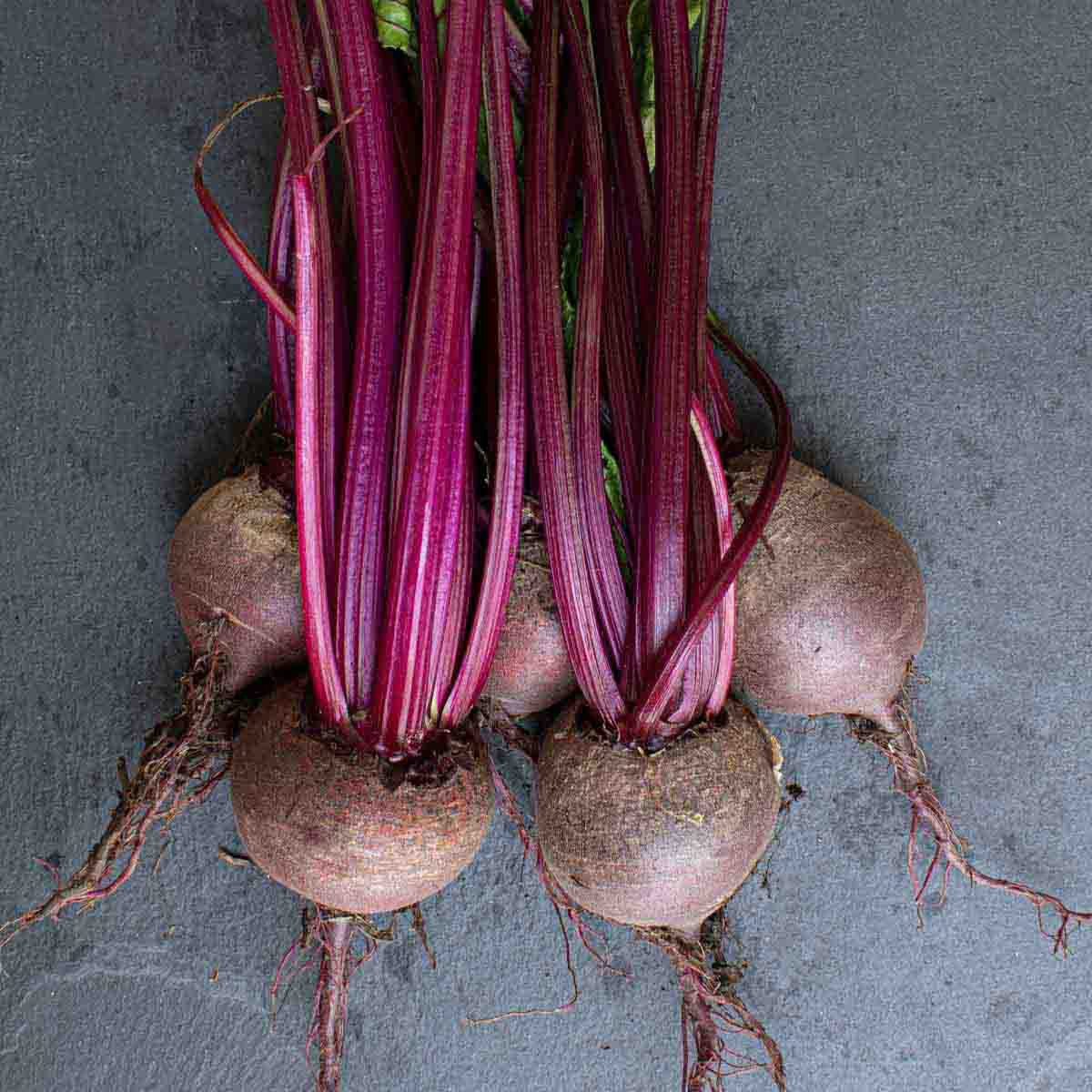 Bundle of freshly dug beets