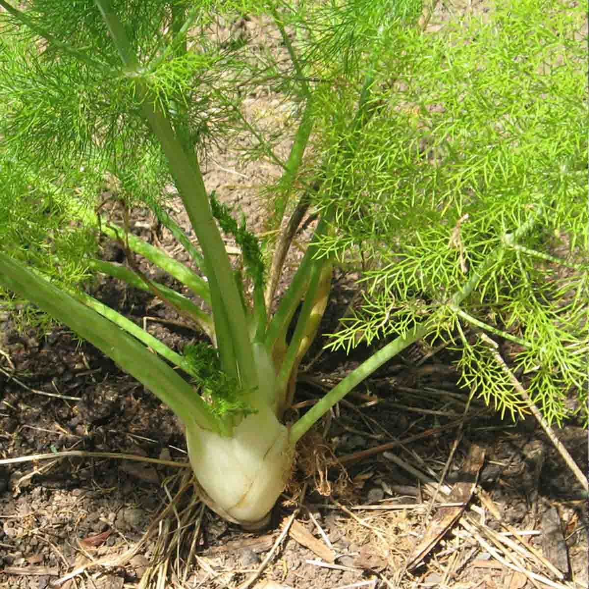 A fennel bulb