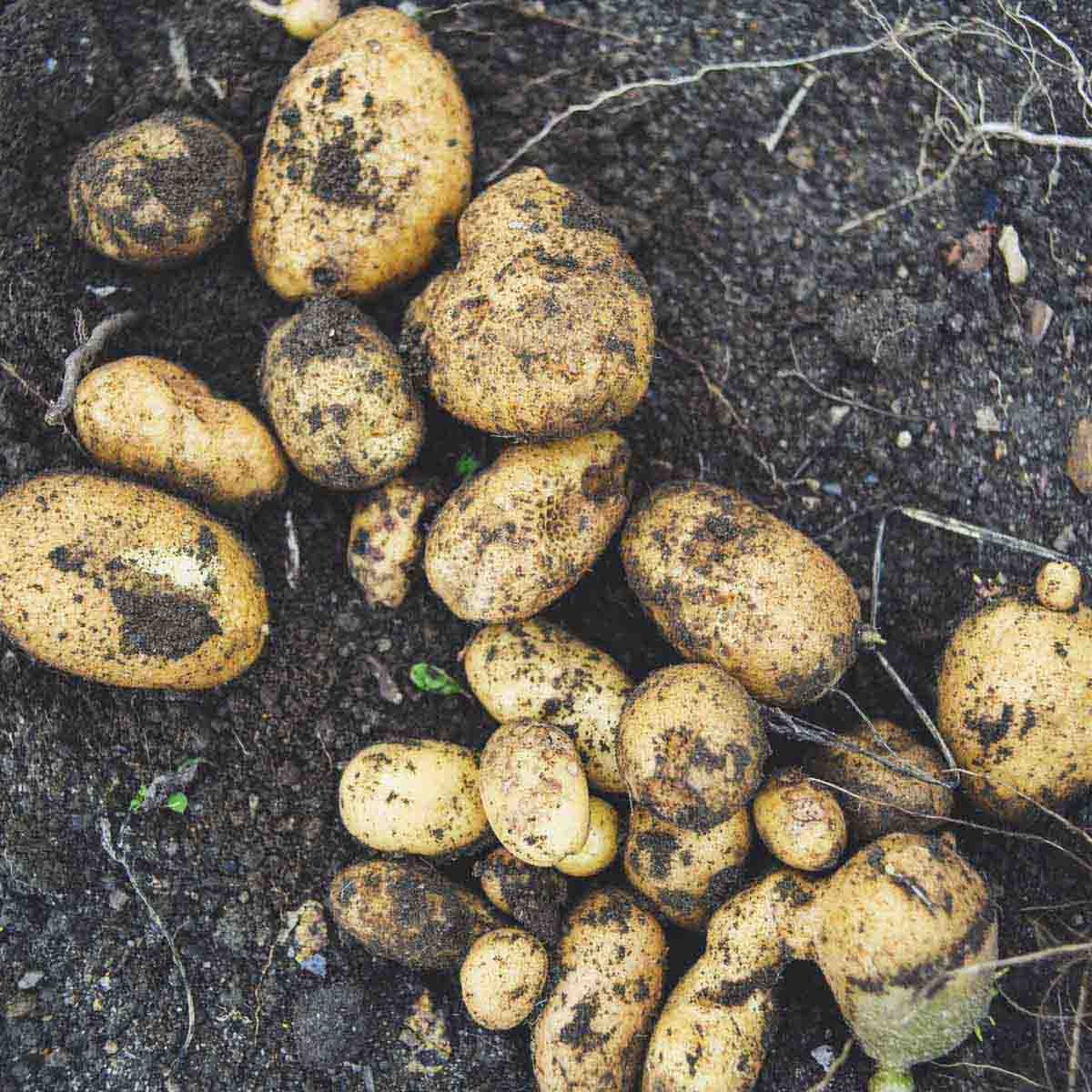 Potatoes surrounded by earth.