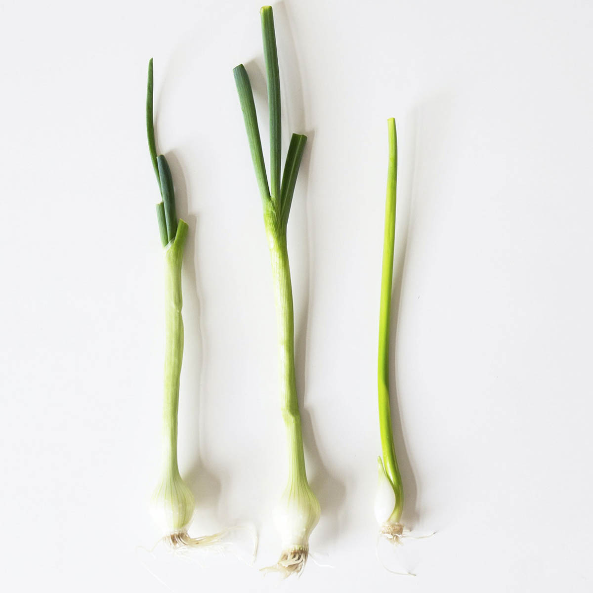 Three small scallions on white background.