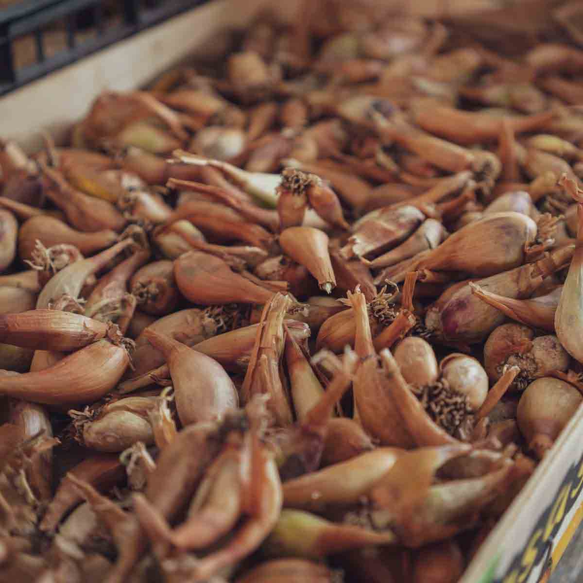 Crate full of golden brown shallots.