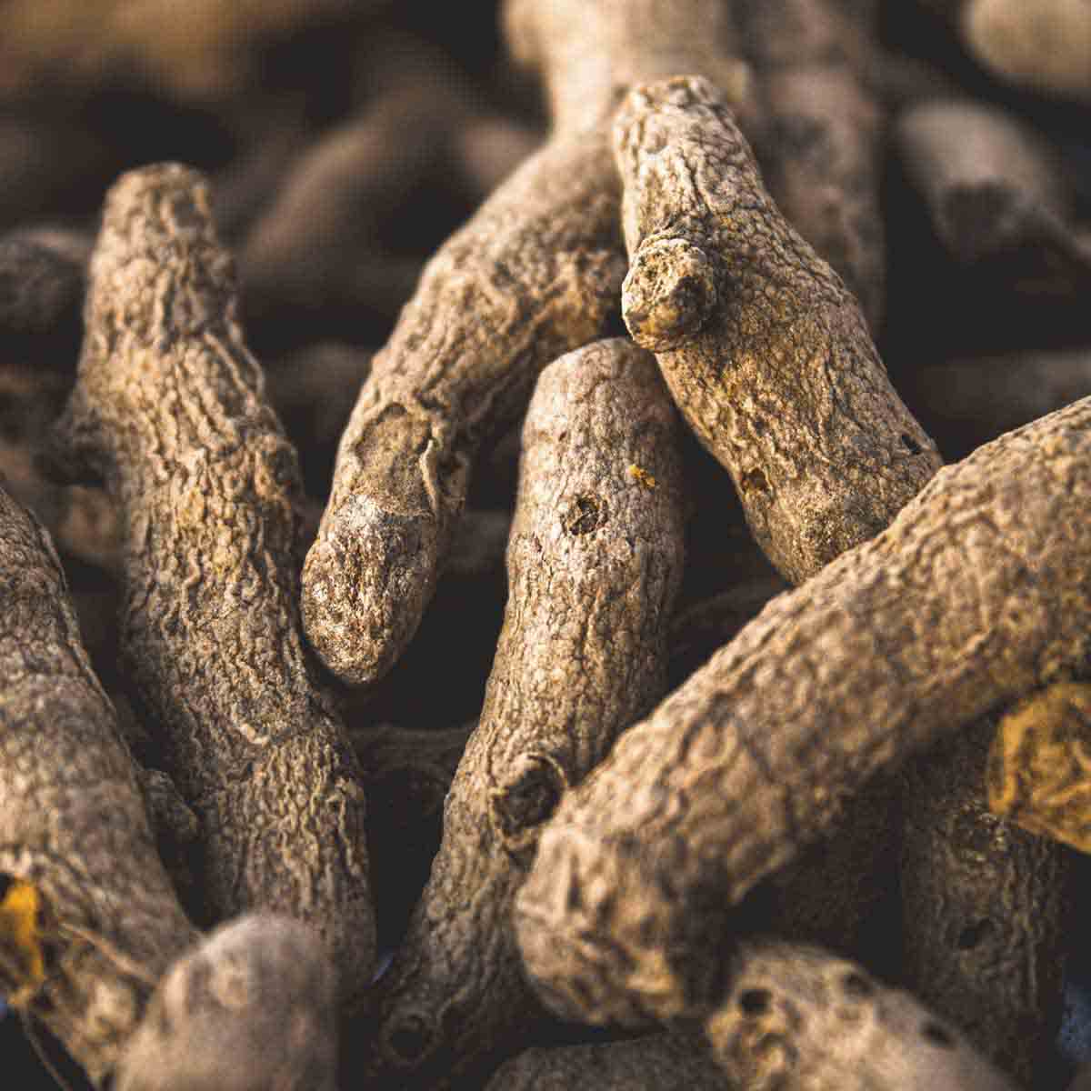 Finger-like turmeric tubers.