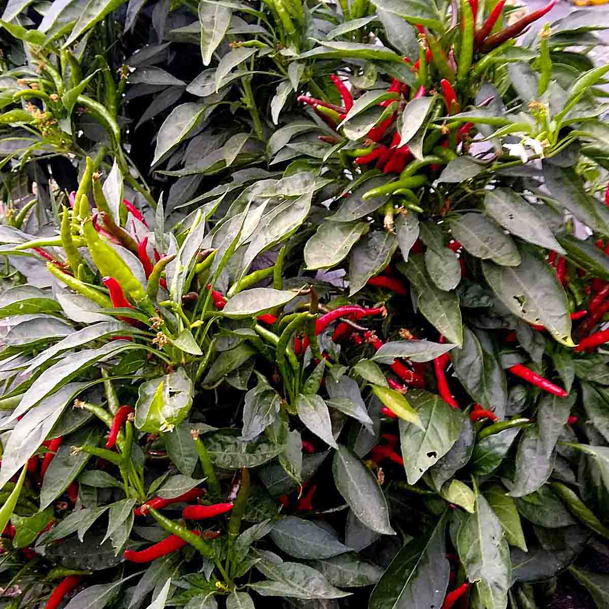 Bright red peppers poke out of deep green-purple leaves.