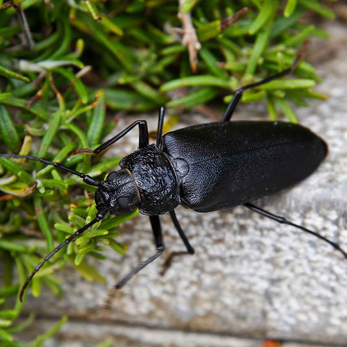 A black ground beetle on sidewalk